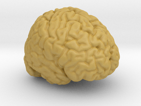 Life Size Brain from MRI in Tan Fine Detail Plastic