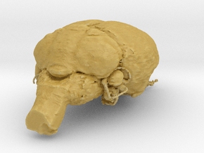 Get a pet mouse brain, real size!  Take it HOME  in Tan Fine Detail Plastic