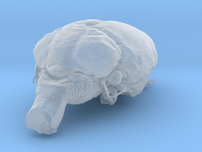 Get a pet mouse brain, real size!  Take it HOME  in Clear Ultra Fine Detail Plastic