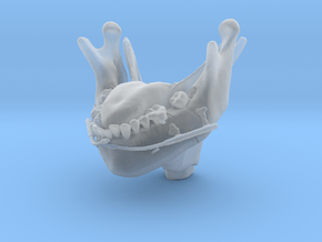 Subject 2l | Mandible + Tongue + Distractors (Afte in Clear Ultra Fine Detail Plastic