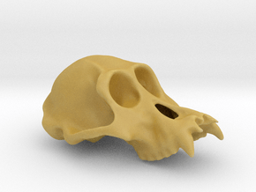 Orangutang ♂ cranium in Tan Fine Detail Plastic