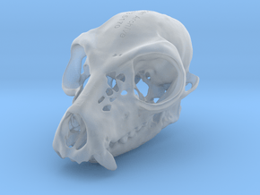 Lemur Skull in Clear Ultra Fine Detail Plastic