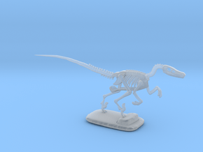  Dinosaurs Story Velociraptor Skeleton Full Color  in Clear Ultra Fine Detail Plastic