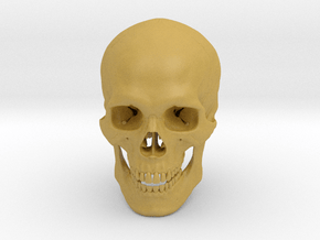 Realistic Human Skull With Removable Jaw V.2.00 in Tan Fine Detail Plastic