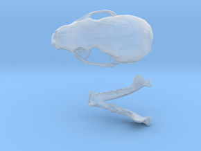 Skull of a stone marten in Clear Ultra Fine Detail Plastic