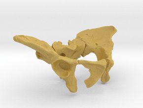 AL288-1 pelvis reconstruction (1/2 size).  in Tan Fine Detail Plastic