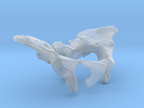 AL288-1 pelvis reconstruction (1/2 size).  in Clear Ultra Fine Detail Plastic