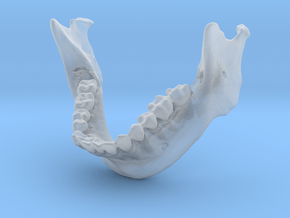 Subject 5b | Mandible + Teeth in Clear Ultra Fine Detail Plastic