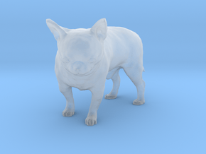 Scanned Chihuahua Dog -891 in Clear Ultra Fine Detail Plastic