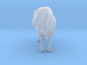 1/64 brahman cow looking right  in Clear Ultra Fine Detail Plastic