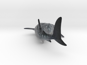 Whale Shark Color in Standard High Definition Full Color