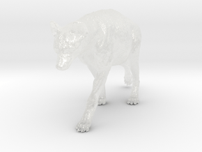 Spotted Hyena 1:20 Walking Female 1 in Clear Ultra Fine Detail Plastic