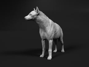 Spotted Hyena 1:12 Standing Male in White Natural Versatile Plastic