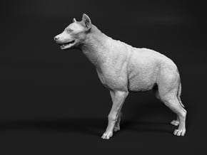 Spotted Hyena 1:22 Standing Male in White Natural Versatile Plastic