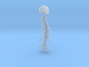1/18 Brain and Spine in Clear Ultra Fine Detail Plastic