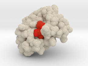 Myoglobin 1HBN in Matte High Definition Full Color: Extra Small