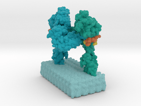 Insulin Receptor Complex vA11 in Matte High Definition Full Color: Extra Small