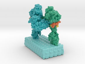 Insulin Receptor Complex vA11 in Smooth Full Color Nylon 12 (MJF): Extra Small