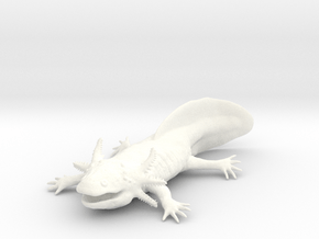 Axolotl high detail in White Smooth Versatile Plastic