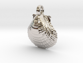 Scallop Shell in Rhodium Plated Brass