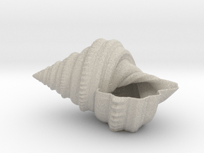 Shell Planter in Natural Sandstone