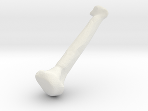 Bone in White Natural Versatile Plastic