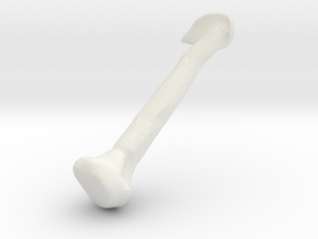 One Bone in White Natural Versatile Plastic