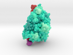 mdm_CRISPR-Cas13d-6E9F_max_x100-8cm_vA22 in Smooth Full Color Nylon 12 (MJF): Extra Small