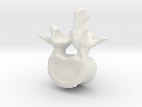 L2 lumbar vertebral body in White Natural Versatile Plastic