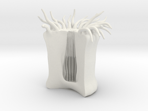 anemone in White Natural Versatile Plastic