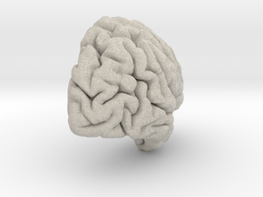 Right Brain Hemisphere 1/1 in Natural Sandstone