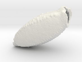 Metasomal segment V Hottentotta gentili in White Natural Versatile Plastic