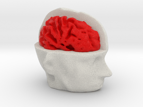 Half Brain  in Full Color Sandstone