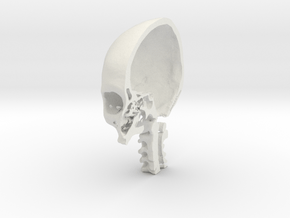 Half skull, half- size, created from CT scan data in White Natural Versatile Plastic