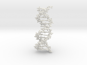 DNA double helix, stick model, 2 separable chains in White Natural Versatile Plastic