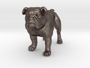 Bulldog S Full Color Sandstone in Polished Bronzed Silver Steel