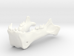 Homotherium skull, mandible in White Processed Versatile Plastic