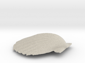 Scallop Shell in Natural Sandstone
