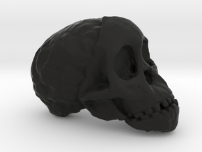 RadioLab Taung Child Skull Via Shootdigital 2014.0 in Black Natural Versatile Plastic