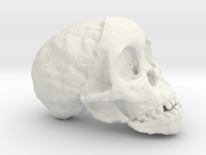 RadioLab Taung Child Skull Via Shootdigital 2014.0 in White Natural Versatile Plastic