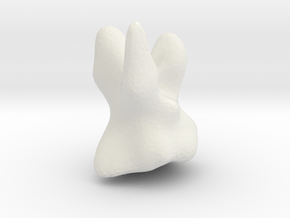 tooth in White Natural Versatile Plastic