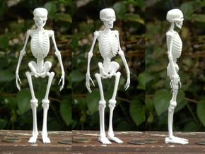 Free Standing Skeleton Figure in White Natural Versatile Plastic