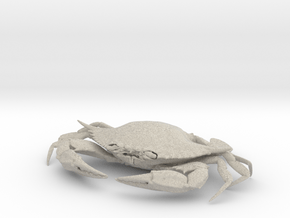 Female Blue Crab in Natural Sandstone