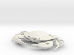 Female Blue Crab in White Natural Versatile Plastic