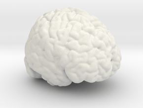 Life Size Brain from MRI in White Natural Versatile Plastic