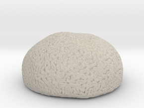 Brain Coral in Natural Sandstone