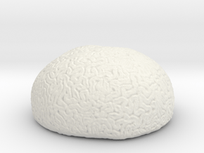 Brain Coral in White Natural Versatile Plastic