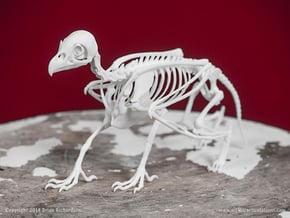 Griffin Skeleton in White Natural Versatile Plastic
