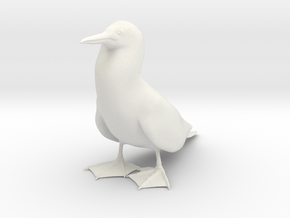 Blue-Footed Booby in White Natural Versatile Plastic