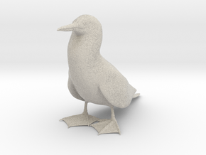 Blue-Footed Booby in Natural Sandstone